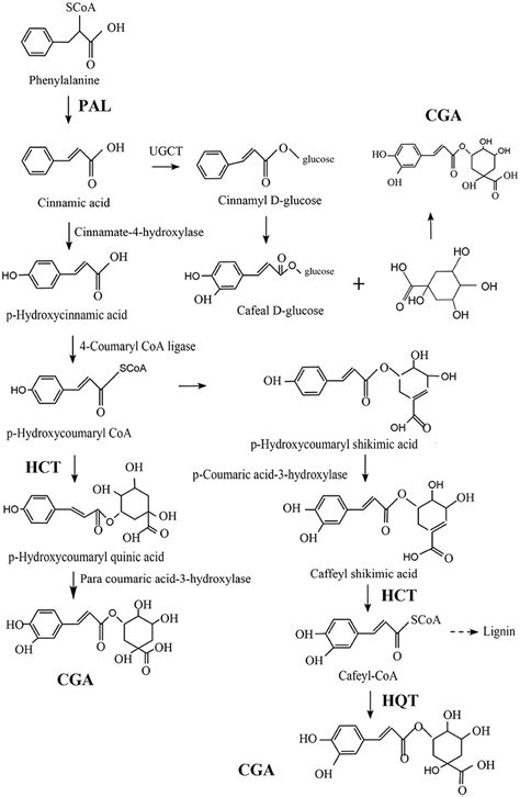 The Biological Activity Mechanism of Chlorogenic Acid and Its 